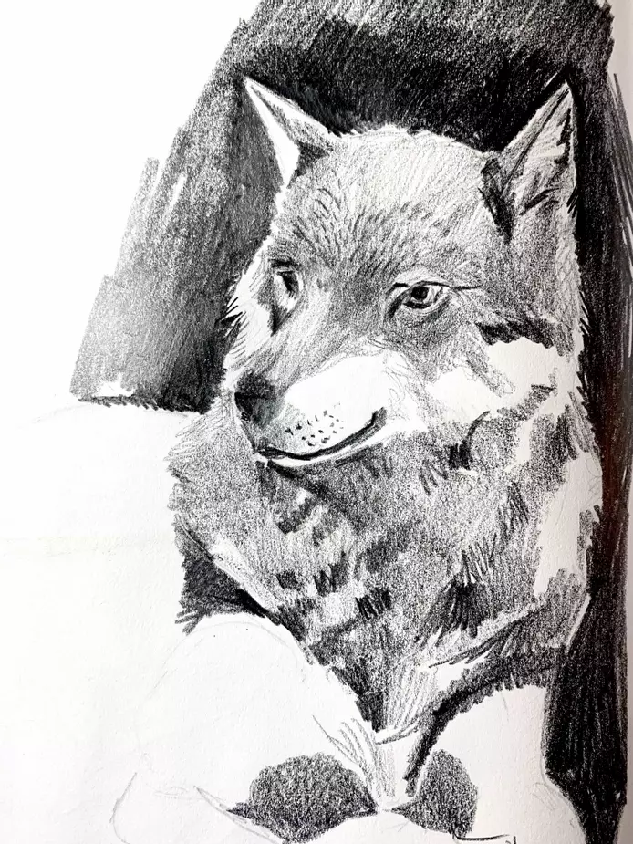 a detailed pencil drawing of a wolf, wolf illustration , wolf book illustration